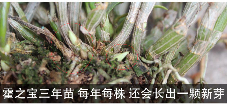 0701 Саженцы 3 горшки 790_13.jpg