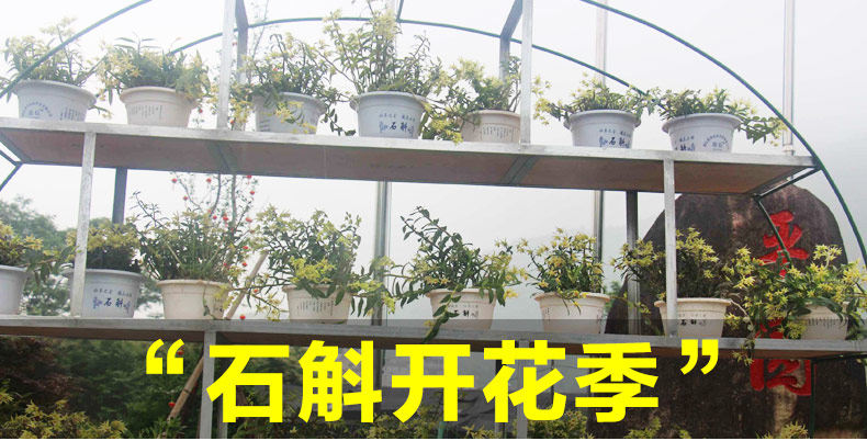 0701 Саженцы 3 горшки 790_01.jpg