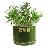 HUO SHAN TIE DENDROBIUM DENDROBIUM FLOUL