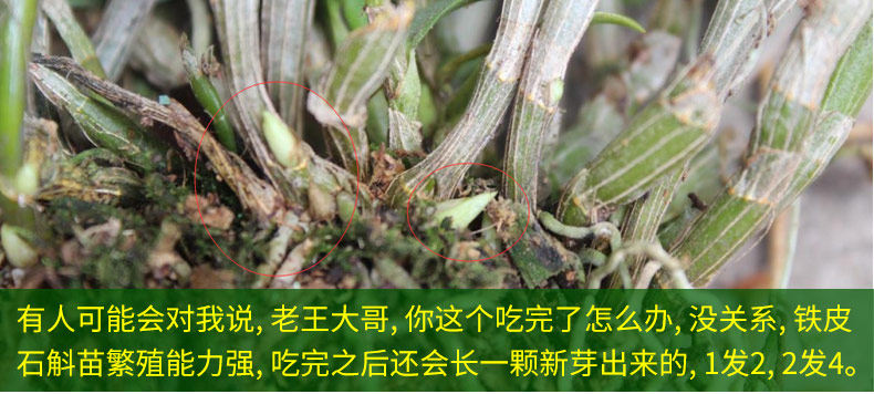 0226 Iron 4 Miao 790_16.jpg