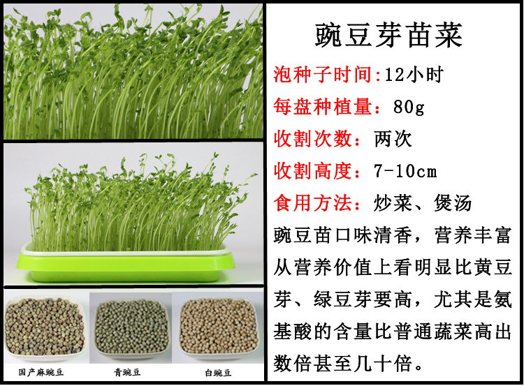 芽苗菜の種もやし菜種大豆落花生小麦草大根エンドウ豆香椿空心菜オクラ野菜の種,タオバオ代行-チャイナトレーディング