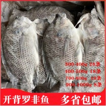 Открыть Back Tilapia Snapper Fillet Fresh Frozen Barbecue Grilled Fish Fish Seafia