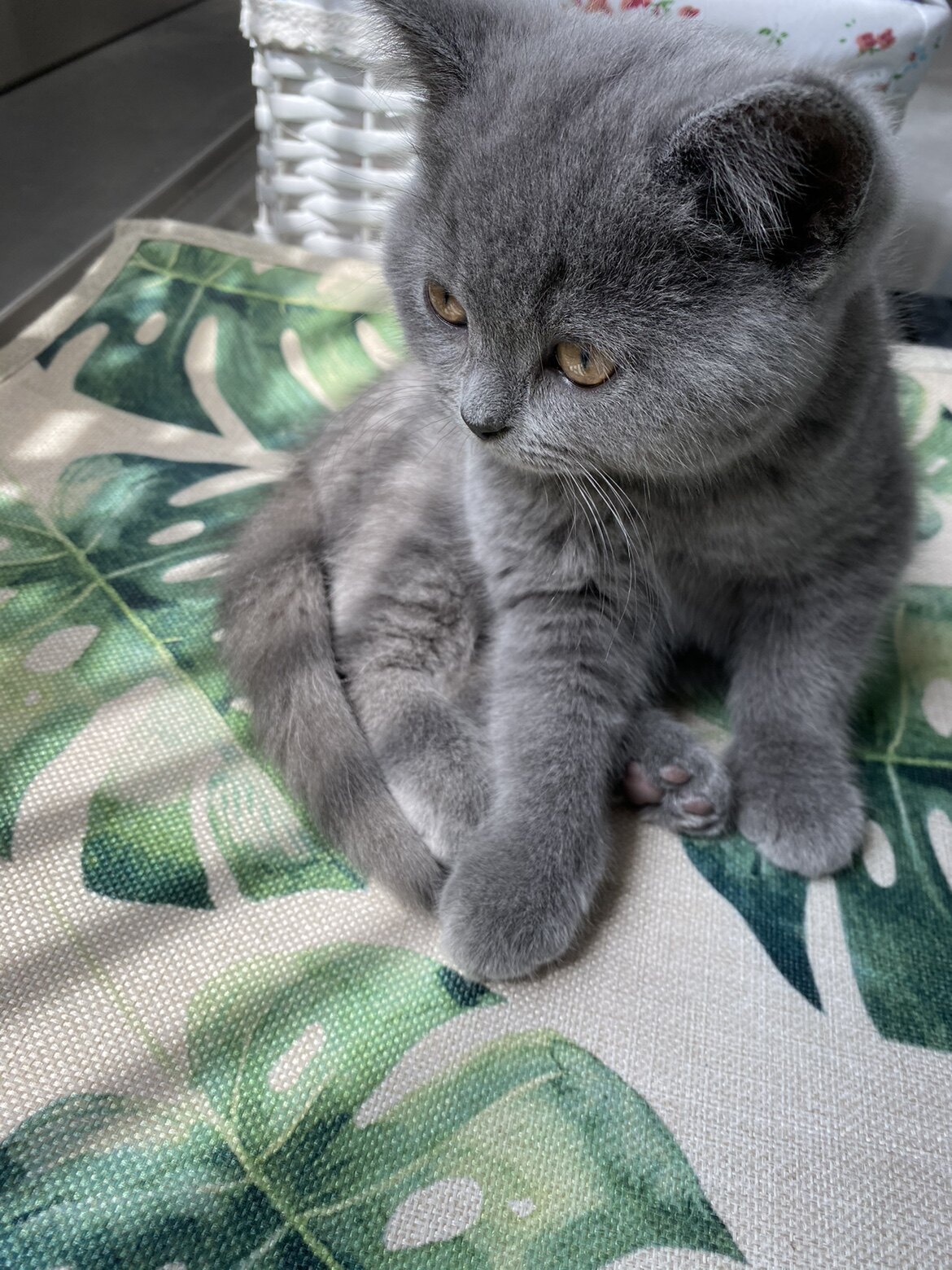 孙小猴的宝藏