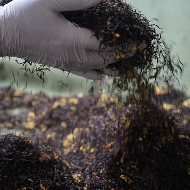 【Tea House】2025 New Tea Osmanthus Jiuyu Hongmei Hangzhou Osmanthus Black Tea Flower Tea Sweet Fragrant Black Tea