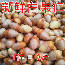 (Hand-shelled fresh white fruit kernels) Fresh raw white fruit kernels ginkgo biloba nuts 3 pounds ginkgo biloba kernels to send recipe