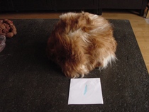 Brand new 58cm hand-sewn leather hat from western ethnic minorities