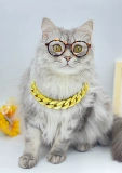 Новые маленькие очки для кошек, классные фотосъемки знаменитостей в Интернете, персонализированные модные аксессуары, забавный реквизит для домашних животных, очки для собак