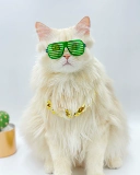 Новые маленькие очки для кошек, классные фотосъемки знаменитостей в Интернете, персонализированные модные аксессуары, забавный реквизит для домашних животных, очки для собак