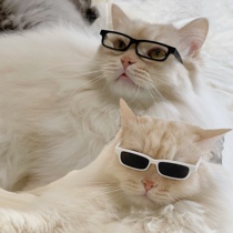 New Kitty Small Glasses Pet Sunglasses Hip Hop Personality Sunglasses Net Red Kitty small square giggle with cool glasses PHOTO