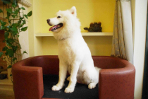 The little prince star LION the emperor all embraces pet short-footed sofa cat large medium and small kennels with cushions without hair