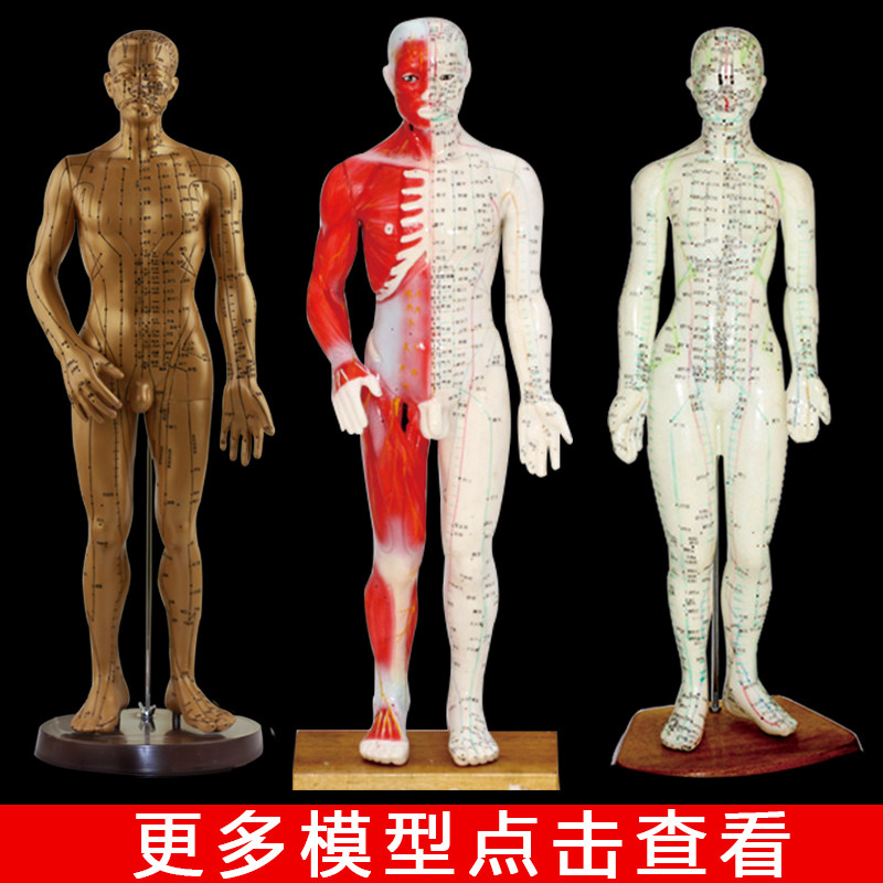 中医高清经络图男女人体模型人体经络模型铜色针灸穴位模型小人