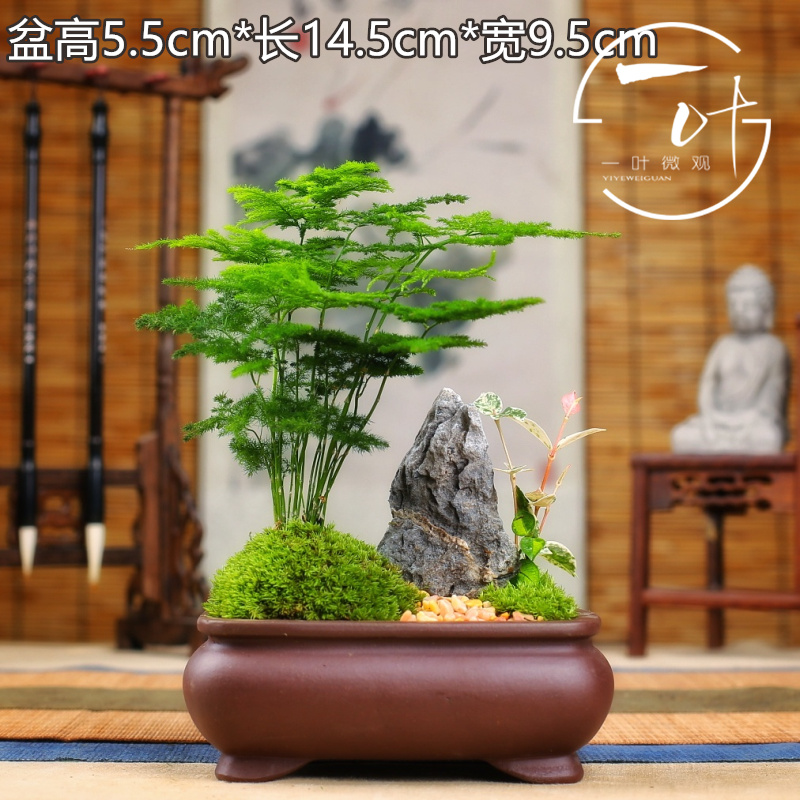 Lùn nhỏ tre nhỏ chậu tre trong nhà hoa màu xanh lá cây cây cảnh đám mây tre bàn trà trang trí hoa chậu vi cảnh - Trang trí nội thất phụ kiện trang trí bàn làm việc