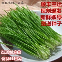Selenium-rich wheat grass green fresh wheat seedling juice wheat seedling grass high alkaline farmhouse planting for youth enzyme