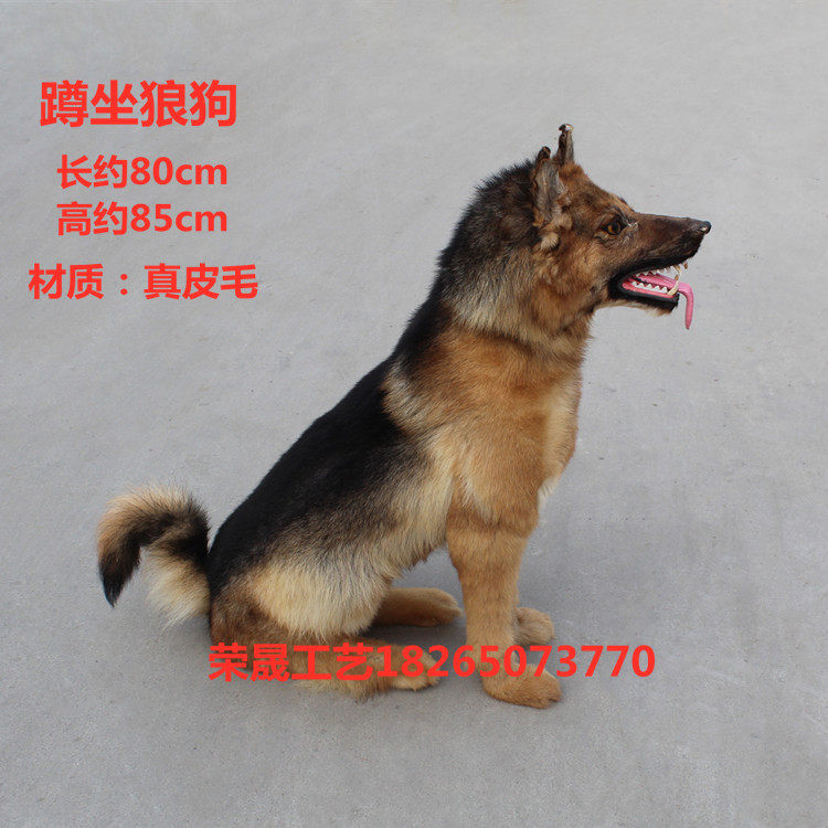 Simulation Wolf Dog Specimen Children Experience Museum Mall Shop Window Hem Leather Hair Animal Teaching Model Video Props
