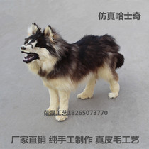 Simulation Hachs wolf dog model high-end fur animal crafts ornaments Hall entrance living room town house specimen