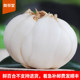 Longcuitang fresh lily three-headed emperor 500g Lanzhou specialty farmhouse vacuum sweet lily fresh dried lily