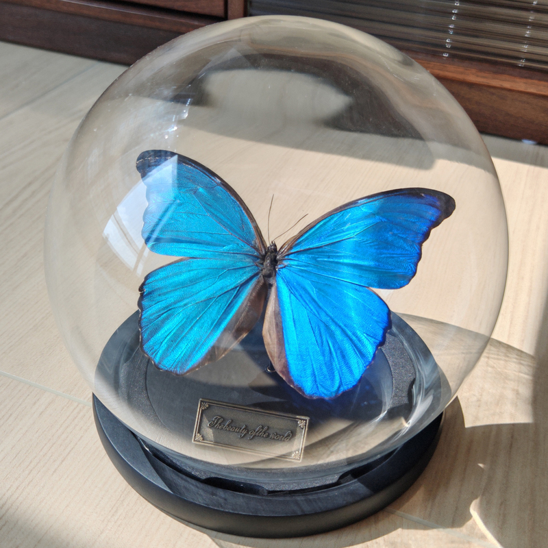 Large Blue Morpho Butterfly Glass Cover Real Butterfly Specimen Blue Ornament Rare High-End Artwork Ornament Birthday Gift for Women