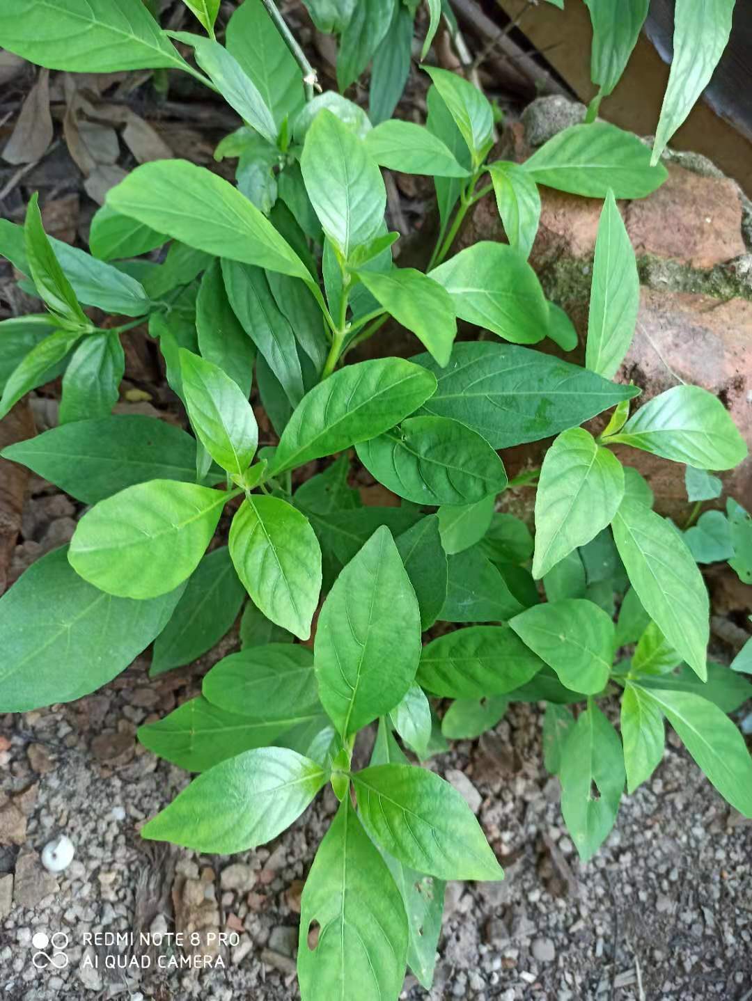 White cranes Lucid Lucid with small Miao Miao with a small amount of dry pint of the Agrimony and Sesame Seeds