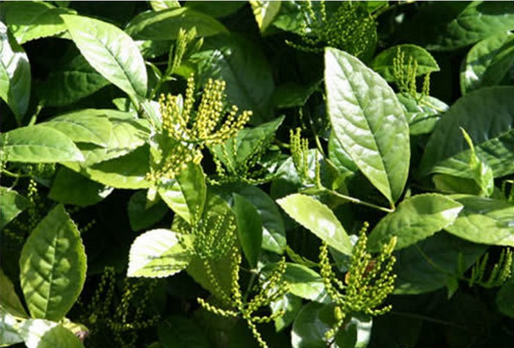 Zhulan is also known as True Pearl Orchid Pearl orchid golden corn orchid tea orchid chicken claw orchid seedlings potted