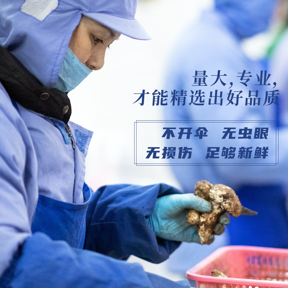 2025现货顺丰礼盒装|四川川西高原野生松茸新鲜小金松茸不开伞-新鲜松茸-淘宝百科网