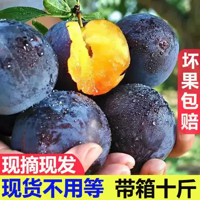Shaanxi black Bulin big plum fruit crispy plum crispy sweet fresh seasonal fruit sweet and sour plum 10kg