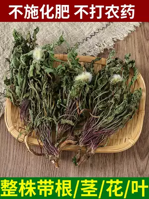 Whole plant dandelion wild whole root dandelion tea Chinese herbal medicine special female fresh pugongying dry goods