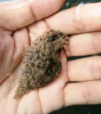 海豬