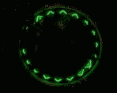 Lumière vélo - Hot Wheels Lumières - Ref 2401181 Image 7