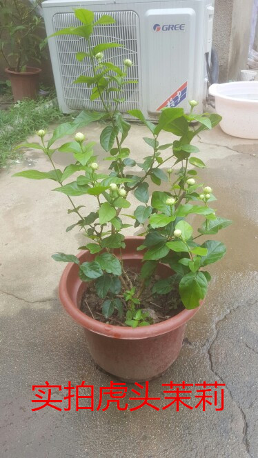 茉莉盆栽重瓣白茉莉花苗双色茉莉苗盆栽虎头茉莉绿植夜来香盆栽