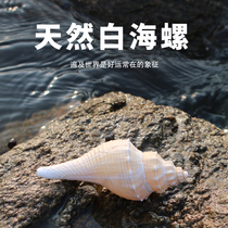 There is a fate of conch Tibetan Buddha offering ornaments. Natural white conch is offered in front of the Buddha. Eight tributes are one of the eight offerings.