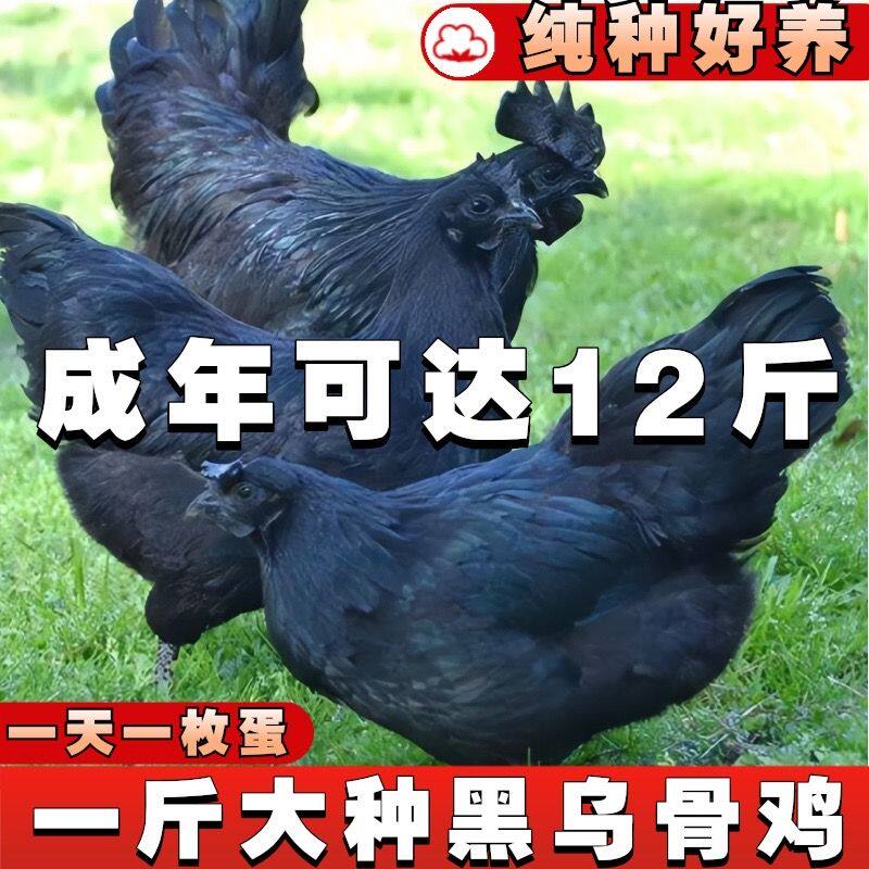 🏠 宠物五黑鸡:绿壳蛋、散养、纯种五黑鸡-宠物鸡-淘宝好物网