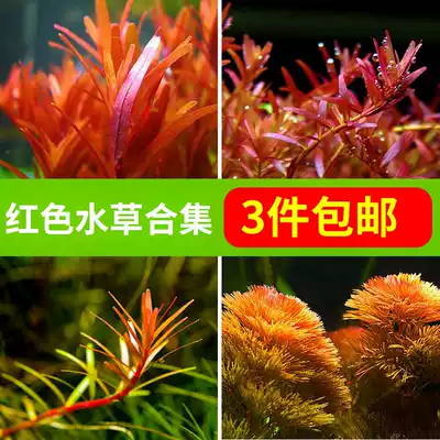 Aquatic plants, live freshwater plants, entry-level lazy landscaping, stems, water purification, Four Seasons, Crown red court aquatic plants