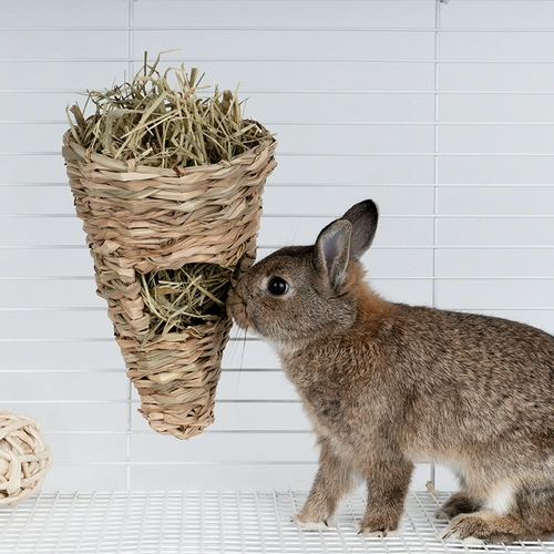 Niteangel Aitecuscurry rabbit grassstrokes