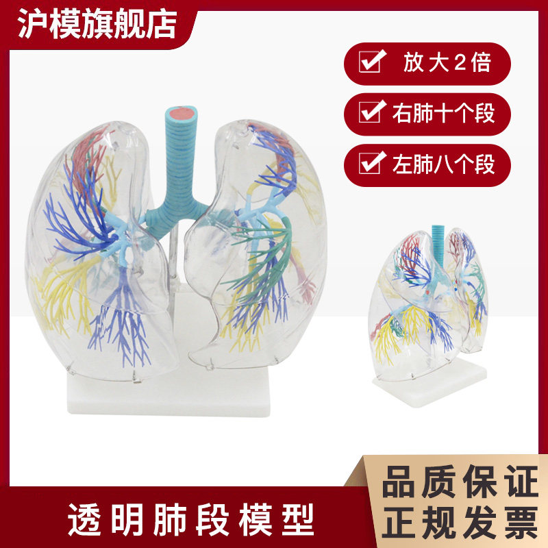 沪模HM/XC330透明肺段模型 肺部解剖示教人体解剖学气管教具支气管树的分布情况