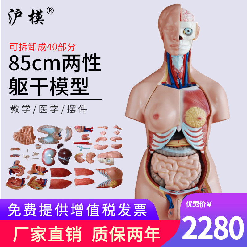 沪模 85cm两性躯干模型40部件可拆分医学解剖教学演示人体模拟器官内脏分布模型XC208
