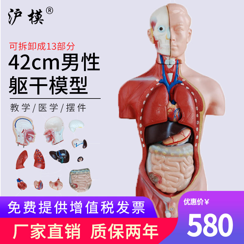 沪模 42CM男性躯干模型13部件可拆分示教 人体身体内脏器官解剖科学教学模型XC202A