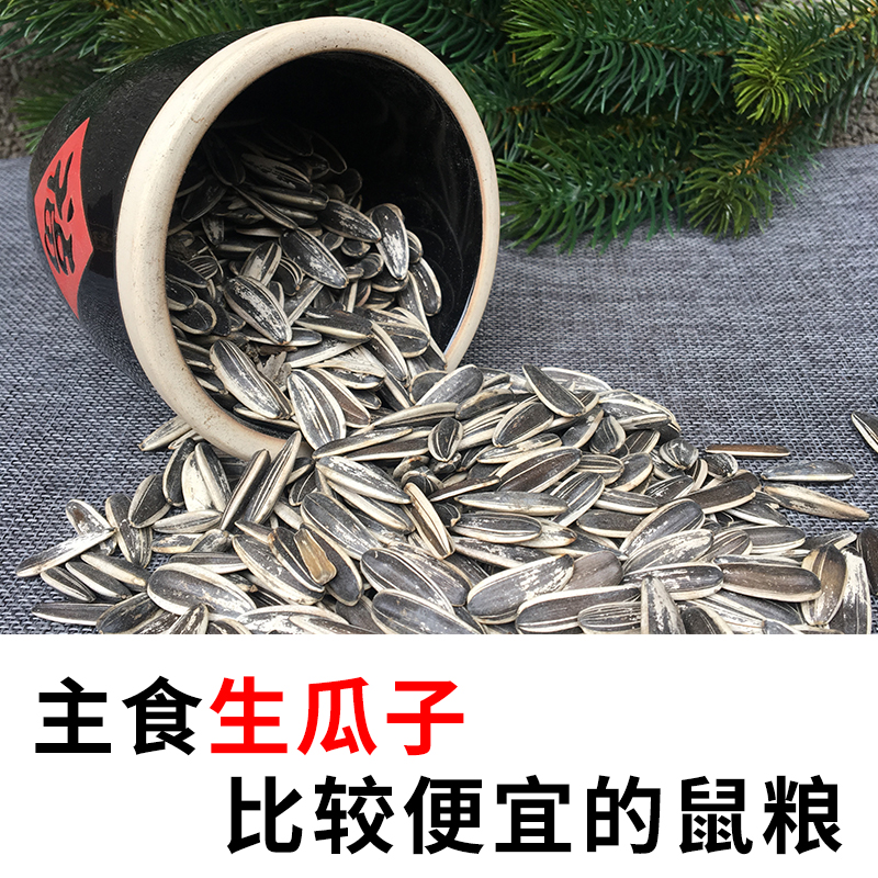 Raw melon seeds and sunflower seeds raw food for ten-mile squirrels