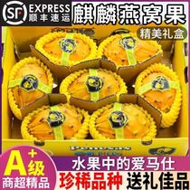 Kirin fruit yellow pitaya birds nest fruit super sweet and juicy pregnant women should buy sweet unicorn fruit in a gift box for gift giving
