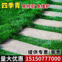 No need to mow imported all-season green lawn seeds slope protection grass Bermuda grass seeds greening turf seeds