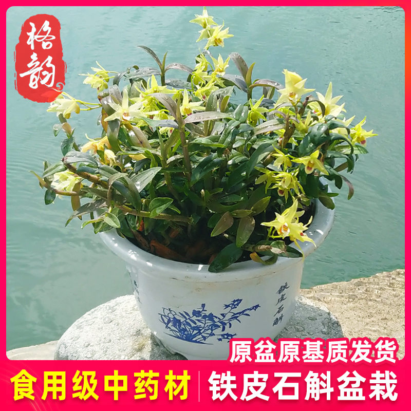 Edible grade iron dendrobium candidum 3 years old basin planted well to ship dendrobium fresh strips of maple flower basin for planting and planting seedlings
