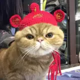 Кролик, милый забавный шлем, шапка, шерстяной аксессуар для волос, кот, наряжаться, домашний питомец