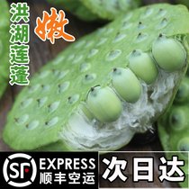 2021 Honghu lotus seeds fresh lotus seed fresh lotus seed with Shell Shell tender lotus seed rice Hubei specialty pregnant women fruit 3kg 5