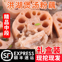 (Shunfeng Air Transport) Honghu lotus root fresh soup powder lotus root now dug nine-hole lotus root Hubei specialty vegetables
