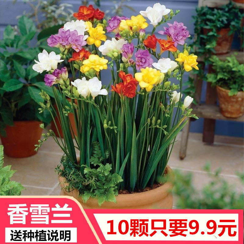 Pot Snow-seed Pot-flower-flower-flower-flower-flower-flower-flower-flower-flower-flower-flower-flower-flower-flower-flower-flower