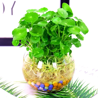 Медная монета 旃   锼 锼   柙 柙 柙 柙 阖 阖 阖 阖 阖 阖 阖 阖 阖