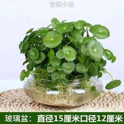 ເຄື່ອງປະດັບຫຼຽນທອງແດງໃນເຮືອນ tabletop_leaf potted potted plants for bedroom, home gardens, general bonsai grass, easy to grow in water