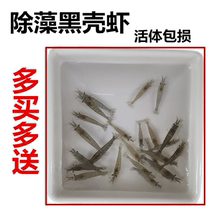 Black shell shrimp freshwater grass fish tank algae removal tool shrimp cleaning shrimp ornamental rice shrimp grass shrimp dragon fish crocodile turtle live feed