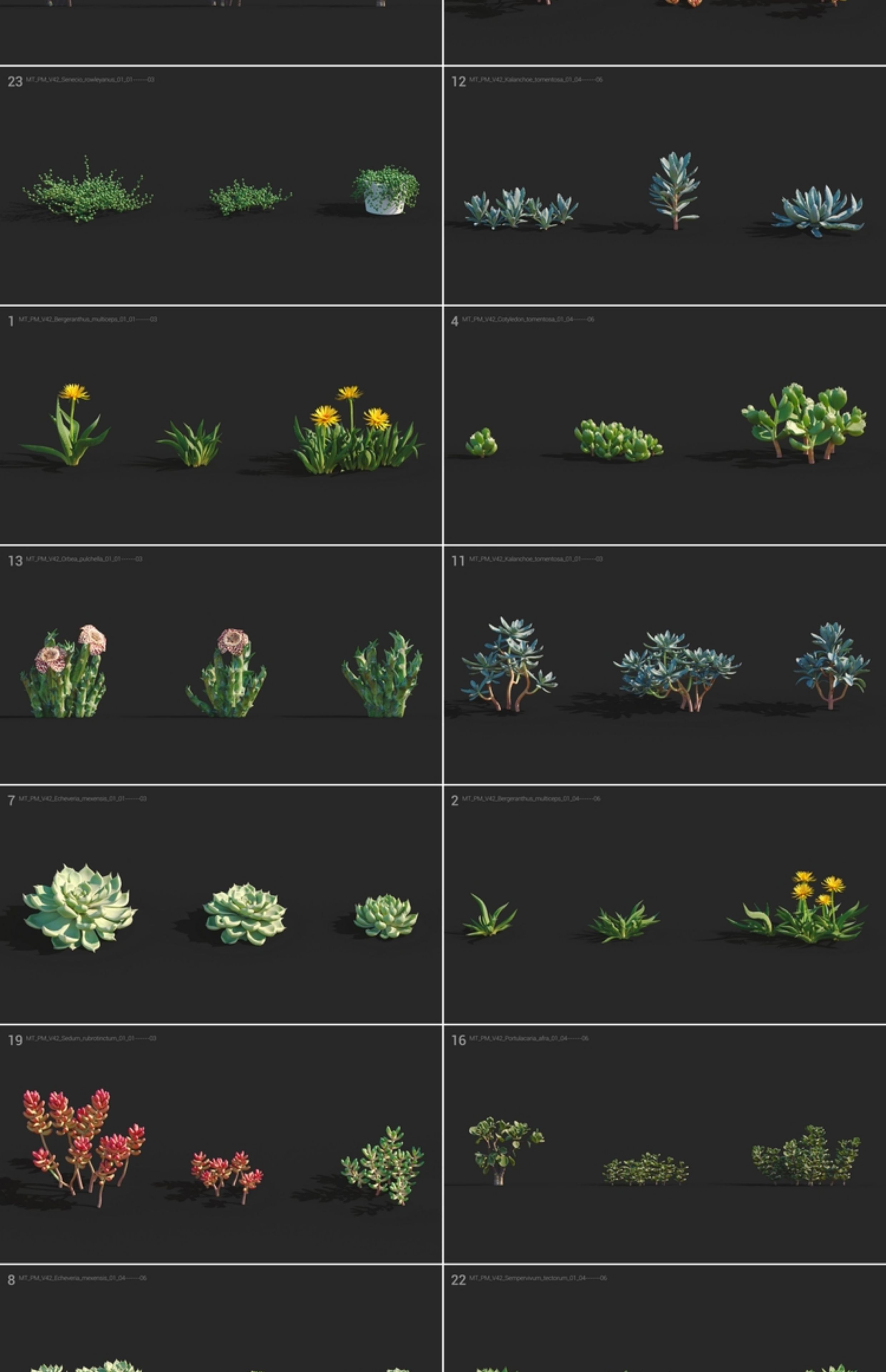 图片[4]-C4D黄花照波多肉植物FBX熊童子OBJ星乙女Maya爪玫瑰水晶掌月兔耳-cg男孩