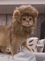 Internet celebrity dog ​​funny headdress cat headgear lion pet hat cat cat cute dress Chinese New Year scarf