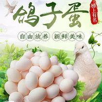 60 pigeon eggs fresh newborn eggs farmhouse grains for free pregnant women baby nutrition gifts